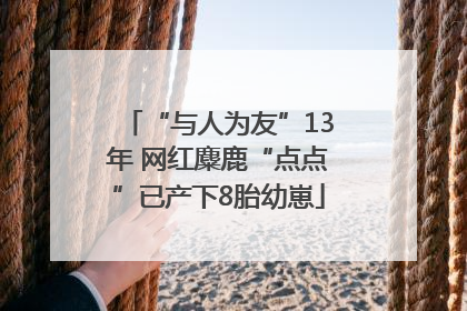 “与人为友”13年 网红麋鹿“点点”已产下8胎幼崽