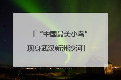 “中国最美小鸟”现身武汉新洲沙河