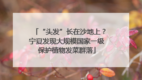 “头发”长在沙地上？宁夏发现大规模国家一级保护植物发菜群落