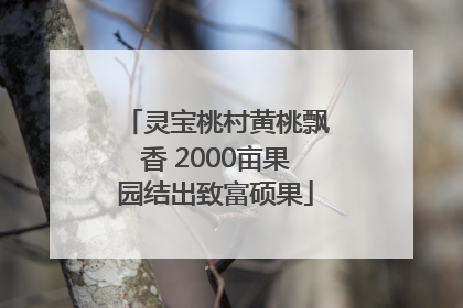 灵宝桃村黄桃飘香 2000亩果园结出致富硕果