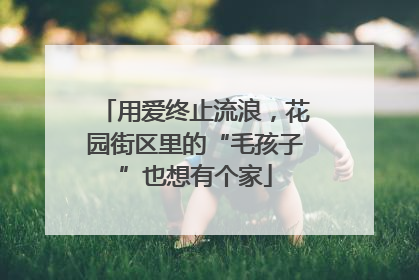 用爱终止流浪，花园街区里的“毛孩子”也想有个家