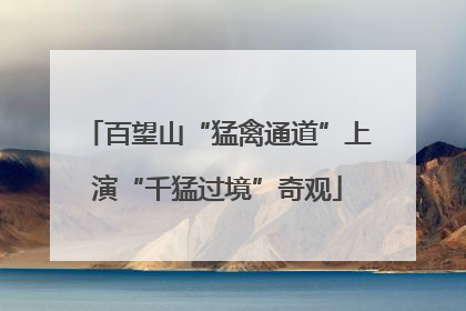 百望山“猛禽通道”上演“千猛过境”奇观
