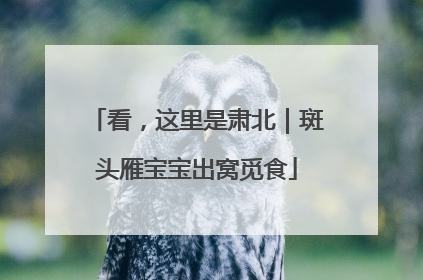 看，这里是肃北｜斑头雁宝宝出窝觅食