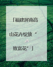 福建屏南高山花卉绽放“致富花”