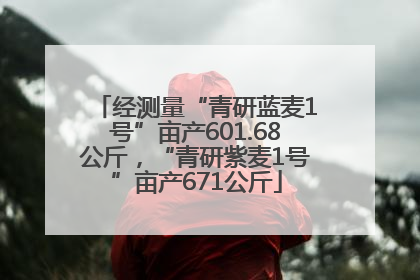 经测量“青研蓝麦1号”亩产601.68公斤，“青研紫麦1号”亩产671公斤