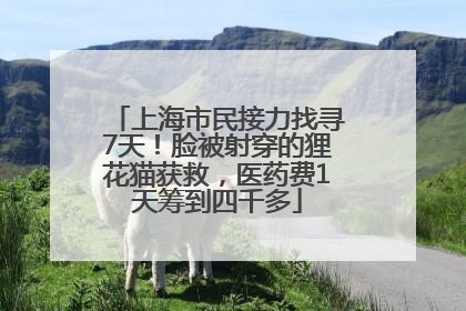 上海市民接力找寻7天！脸被射穿的狸花猫获救，医药费1天筹到四千多