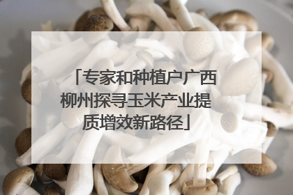 专家和种植户广西柳州探寻玉米产业提质增效新路径