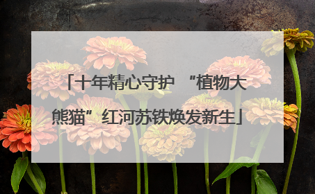 十年精心守护 “植物大熊猫”红河苏铁焕发新生