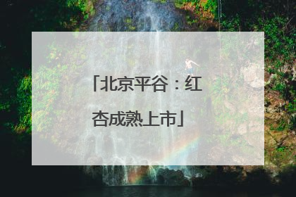 北京平谷：红杏成熟上市