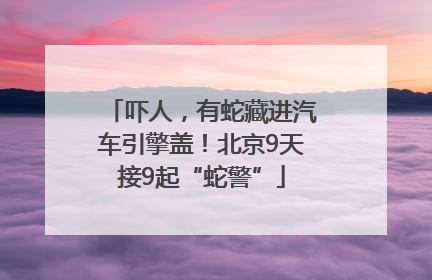吓人，有蛇藏进汽车引擎盖！北京9天接9起“蛇警”