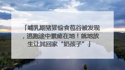 哺乳期猪獾偷食苞谷被发现，逃跑途中累瘫在地！就地放生让其回家“奶孩子”