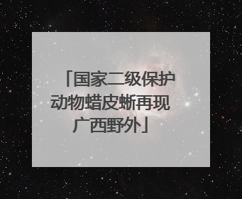 国家二级保护动物蜡皮蜥再现广西野外