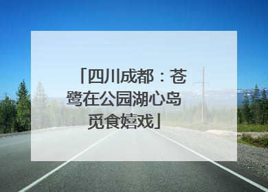 四川成都：苍鹭在公园湖心岛觅食嬉戏