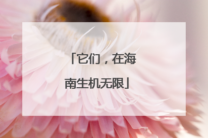 它们，在海南生机无限