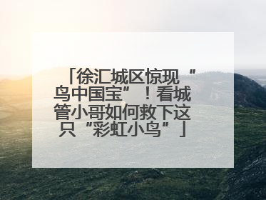 徐汇城区惊现“鸟中国宝”！看城管小哥如何救下这只“彩虹小鸟”