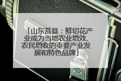 山东莒县：鲜切花产业成为当地农业增效、农民增收的重要产业发展和特色品牌