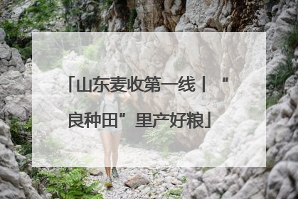 山东麦收第一线丨“良种田”里产好粮