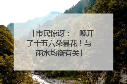 市民惊讶：一晚开了十五六朵昙花！与雨水均衡有关