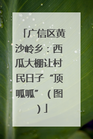 广信区黄沙岭乡：西瓜大棚让村民日子“顶呱呱”（图）