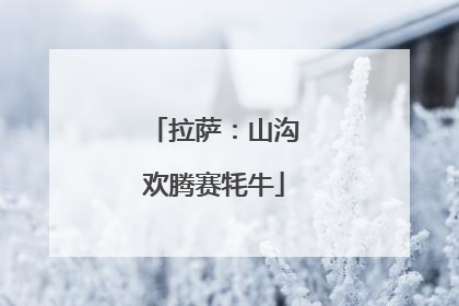 拉萨：山沟欢腾赛牦牛