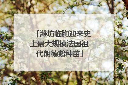 潍坊临朐迎来史上最大规模法国祖代朗德鹅种苗