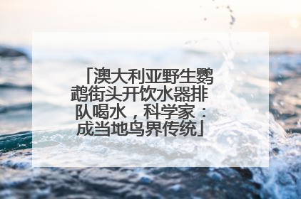 澳大利亚野生鹦鹉街头开饮水器排队喝水，科学家：成当地鸟界传统