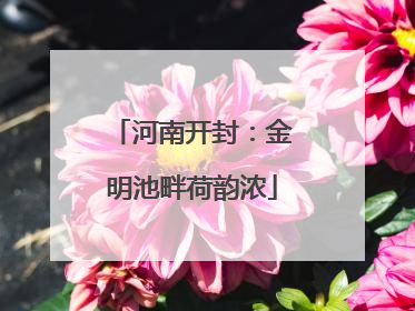 河南开封：金明池畔荷韵浓