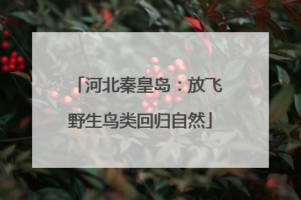 河北秦皇岛：放飞野生鸟类回归自然