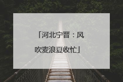 河北宁晋：风吹麦浪夏收忙