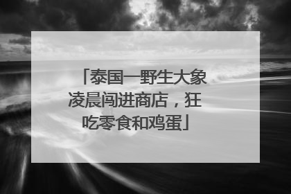 泰国一野生大象凌晨闯进商店，狂吃零食和鸡蛋