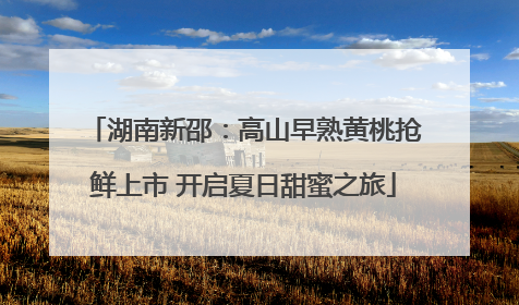 湖南新邵：高山早熟黄桃抢鲜上市 开启夏日甜蜜之旅