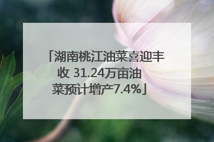 湖南桃江油菜喜迎丰收 31.24万亩油菜预计增产7.4%
