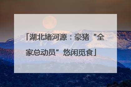 湖北堵河源：豪猪“全家总动员”悠闲觅食