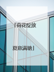 荷花绽放 夏意满塘