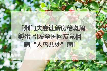 荆门夫妻让新房给斑鸠孵蛋 引发全国网友竞相晒“人鸟共处”图