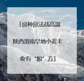 良种良法战高温 陕西渭南旱地小麦丰收有“粮”方