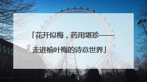 花开似梅，药用堪珍——走进榆叶梅的诗意世界