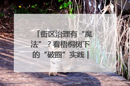 街区治理有“魔法”？看梧桐树下的“破圈”实践｜我在街区当书记
