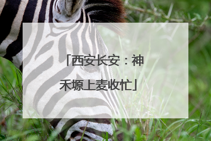 西安长安：神禾塬上麦收忙