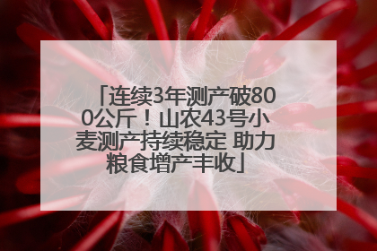 连续3年测产破800公斤！山农43号小麦测产持续稳定 助力粮食增产丰收