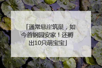 通常悬崖筑巢，如今首钢园安家！还孵出10只萌宝宝