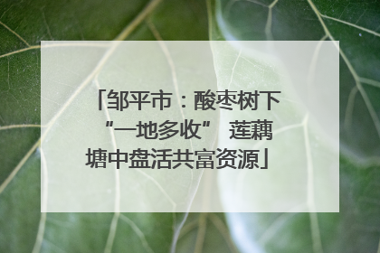 邹平市：酸枣树下“一地多收” 莲藕塘中盘活共富资源