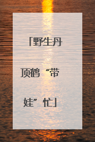 野生丹顶鹤“带娃”忙