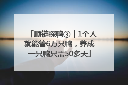 顺链探鸭③｜1个人就能管6万只鸭，养成一只鸭只需50多天