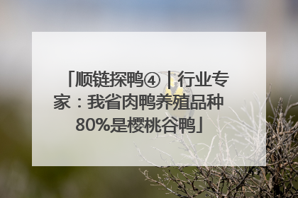 顺链探鸭④｜行业专家：我省肉鸭养殖品种80%是樱桃谷鸭