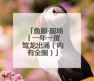 鱼眼·现场丨一年一度 驾龙出涌（内有全图）