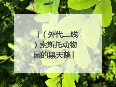 （外代二线）索斯托动物园的黑天鹅