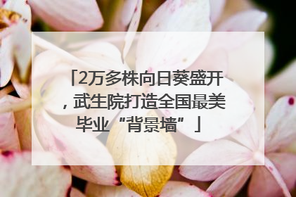 2万多株向日葵盛开，武生院打造全国最美毕业“背景墙”
