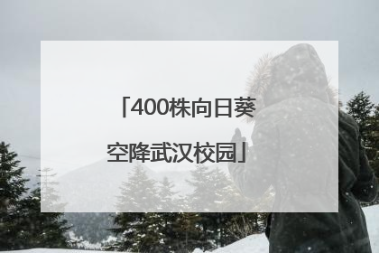400株向日葵空降武汉校园
