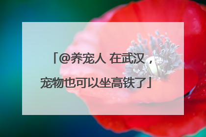 @养宠人 在武汉，宠物也可以坐高铁了
